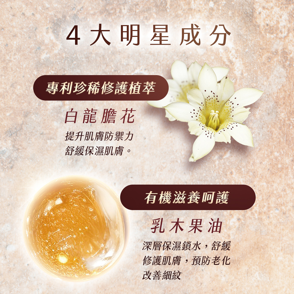 安美諾身體乳明星成分解析：添加專利白龍膽花修護肌膚防禦力，搭配有機乳木果油深層滋養鎖水，有效預防老化並改善乾燥引起的細紋。