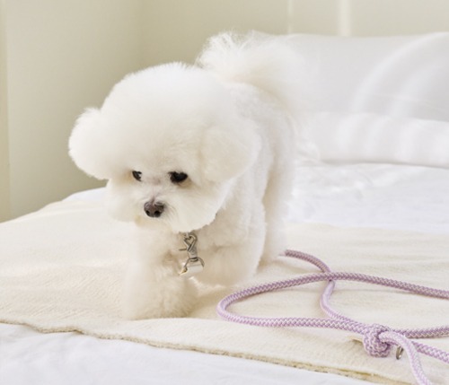 Stroll 經典編織皮革項圈 (紫丁香)