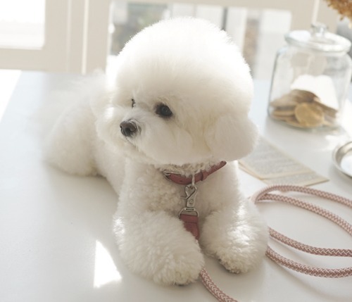 Stroll 經典款編織牽繩_乾燥玫瑰粉