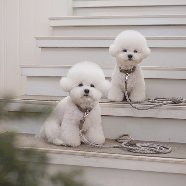 Stroll 經典款編織牽繩_煙燻灰