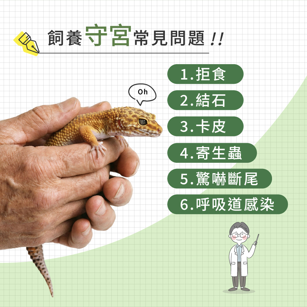 飼養守宮常見問題示意圖