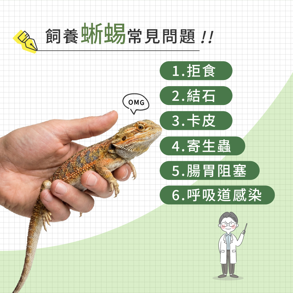 飼養蜥蜴常見問題示意圖