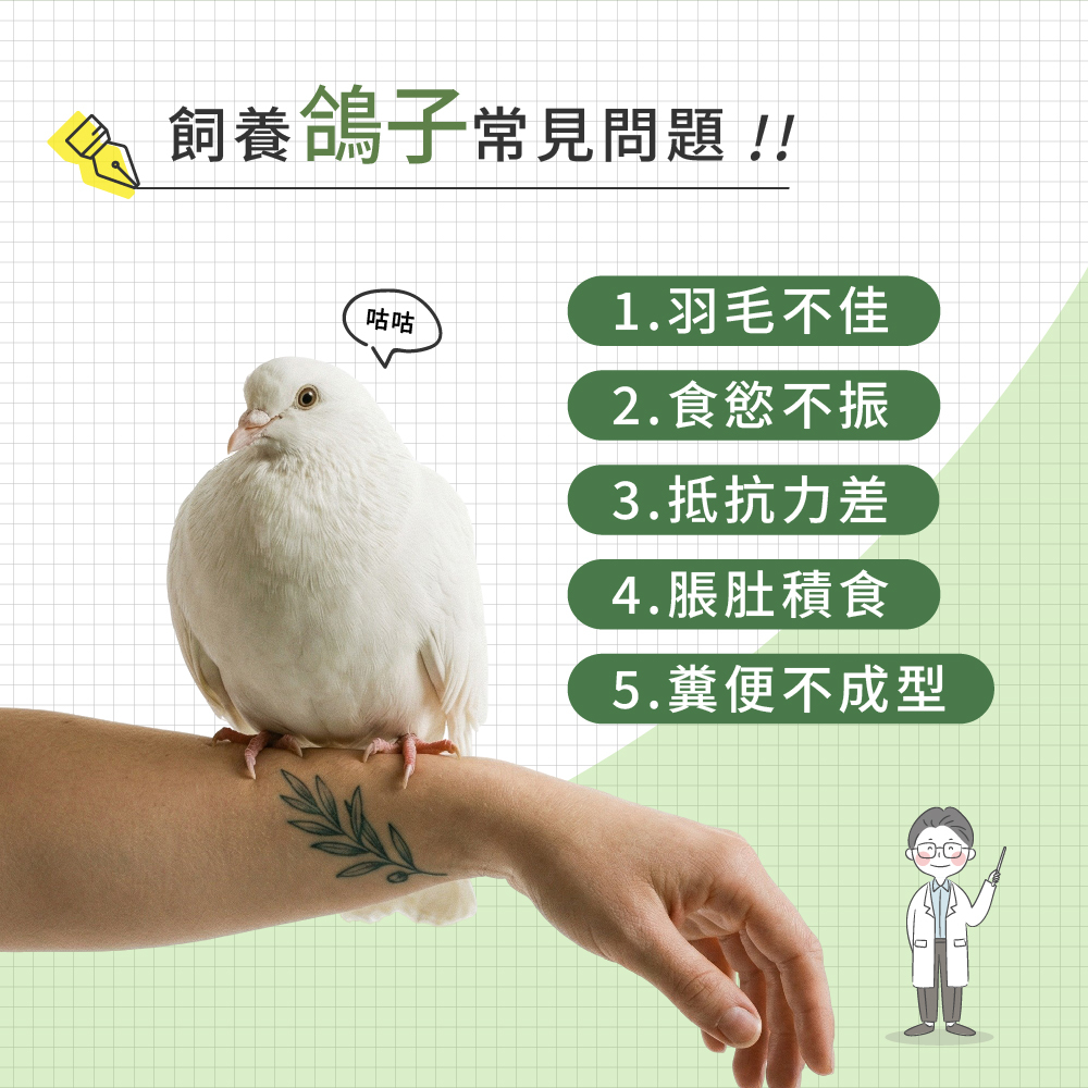 飼養鴿子常見問題示意圖
