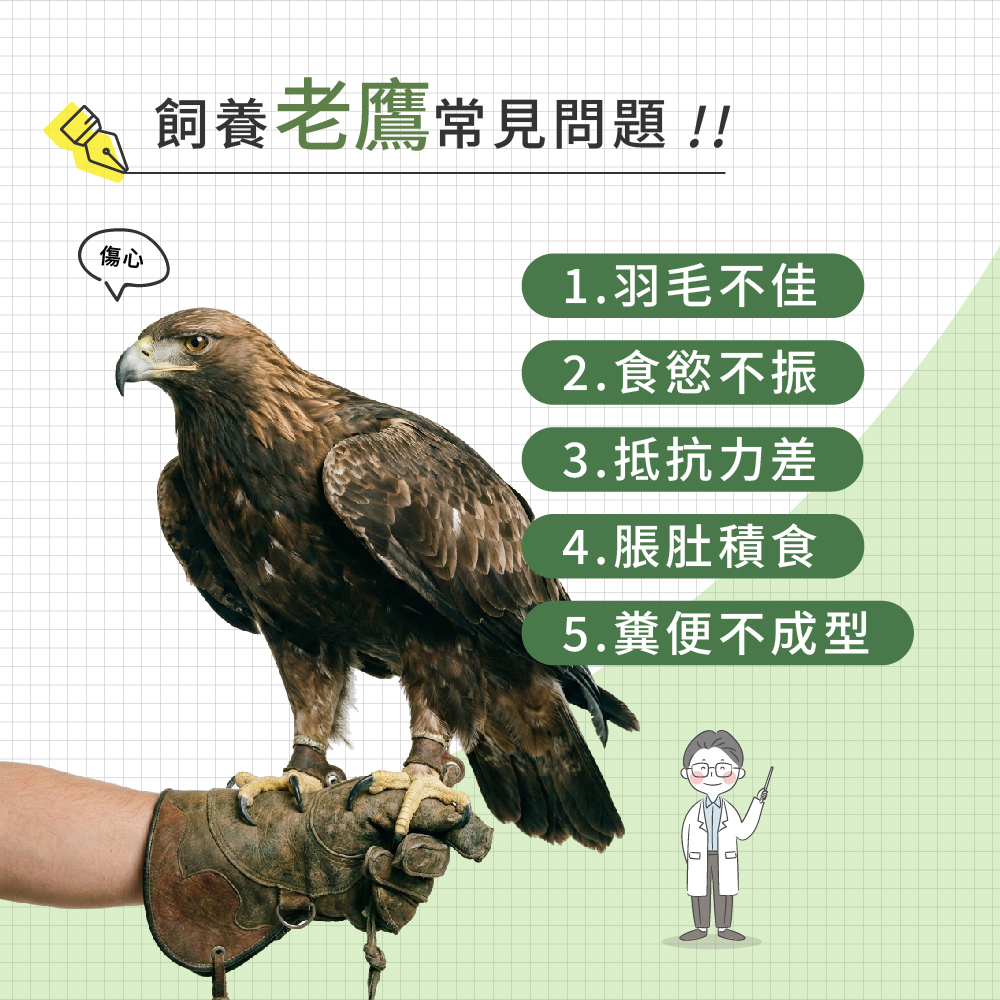 飼養老鷹常見問題示意圖