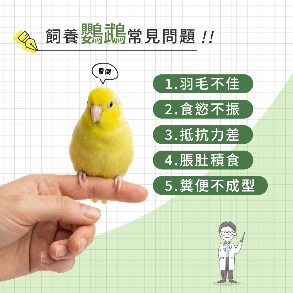 飼養鸚鵡常見問題示意圖