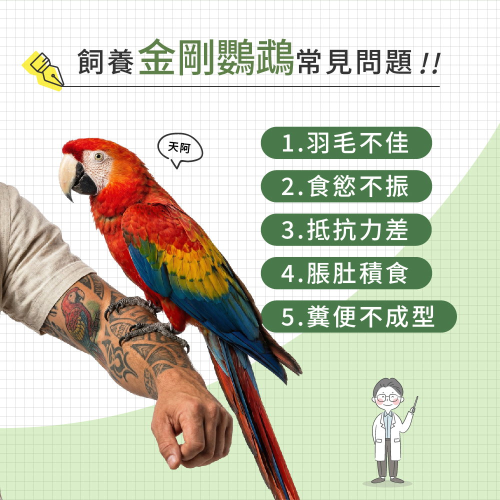飼養金剛鸚鵡常見問題示意圖