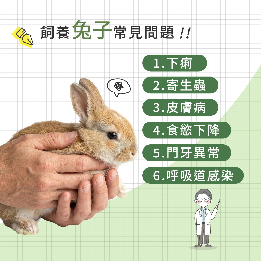 飼養兔子容易遇到的常見問題