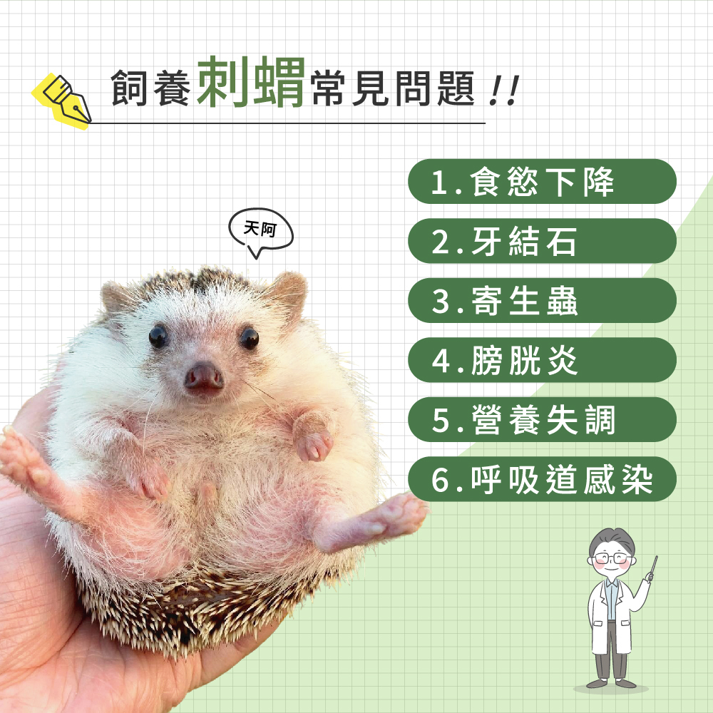 飼養刺蝟容易遇到的常見問題