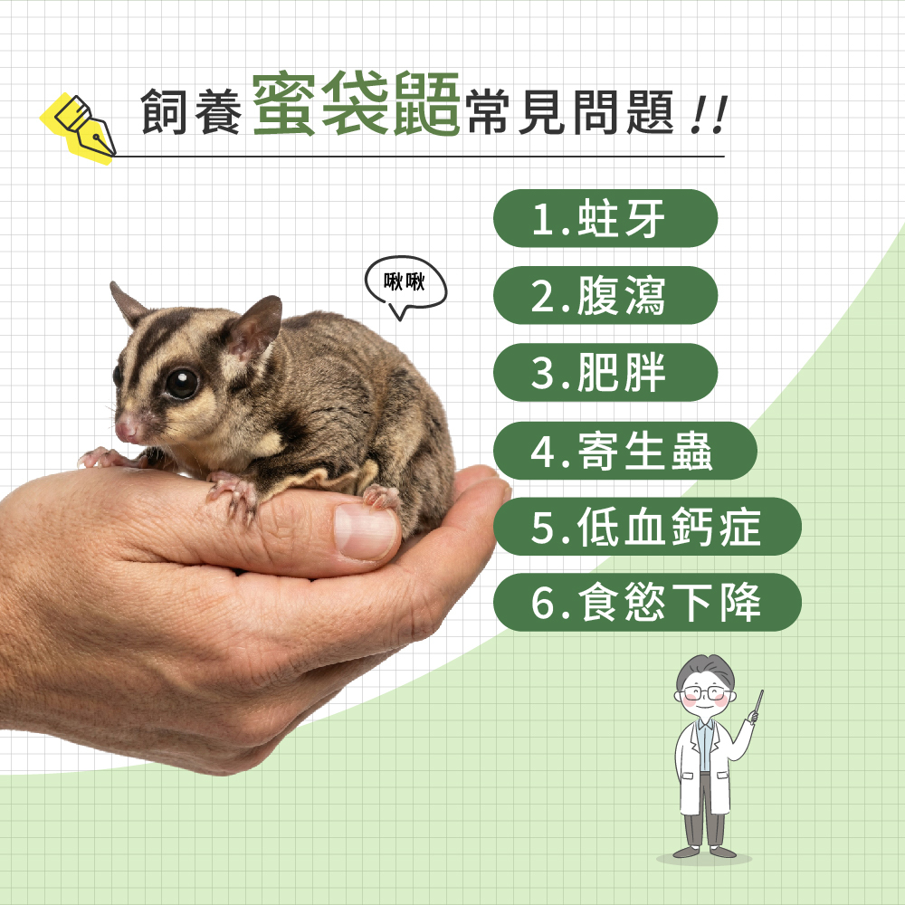 飼養蜜袋鼯容易遇到的常見問題