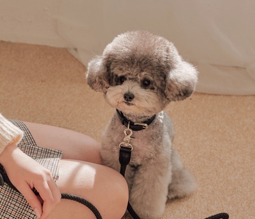 Stroll 經典款編織牽繩_黑