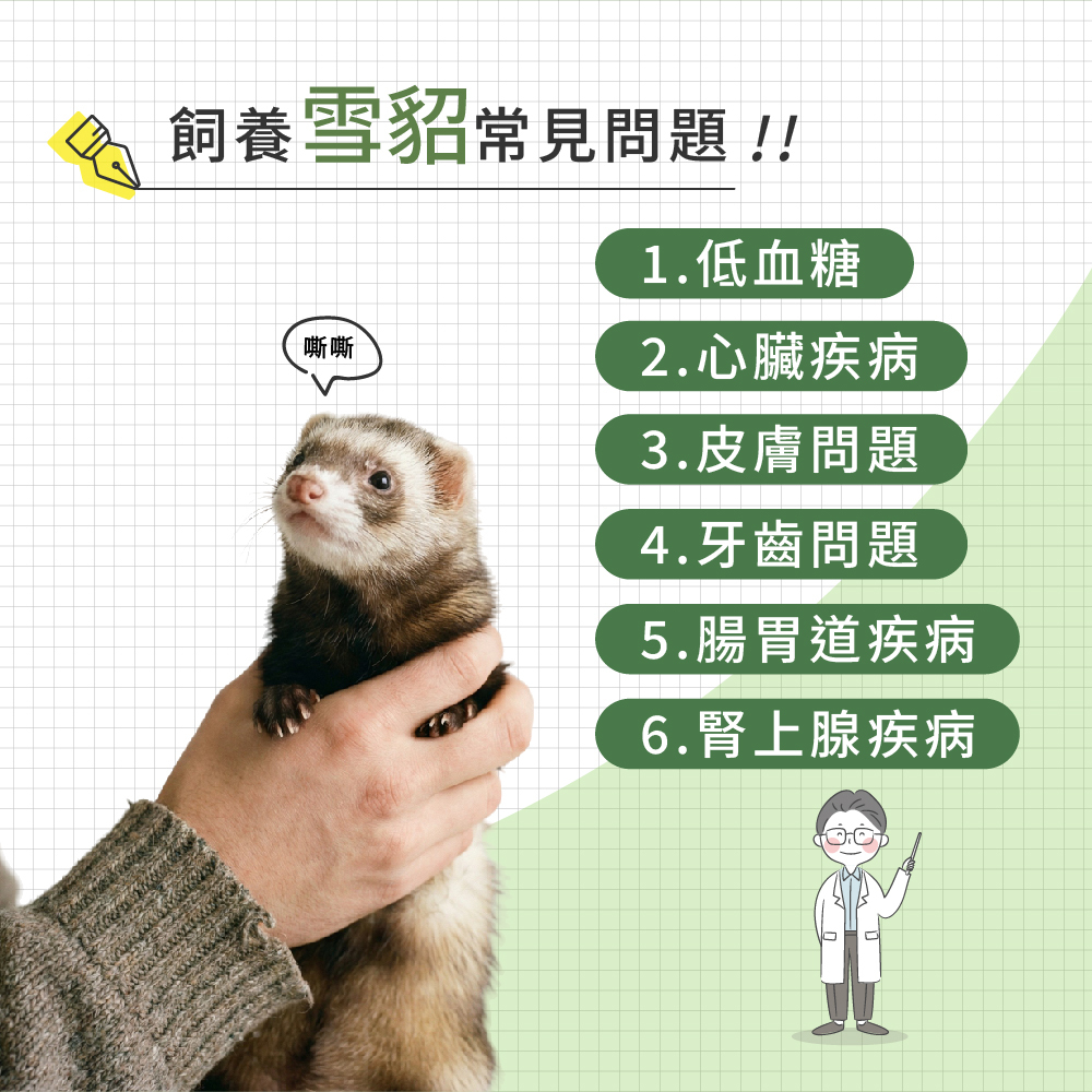 飼養雪貂容易遇到的常見問題