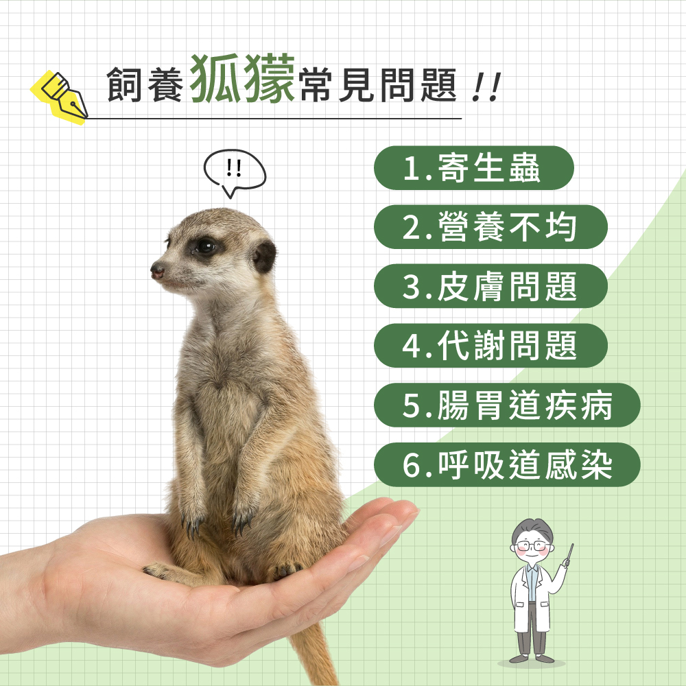 飼養狐獴容易遇到的常見問題