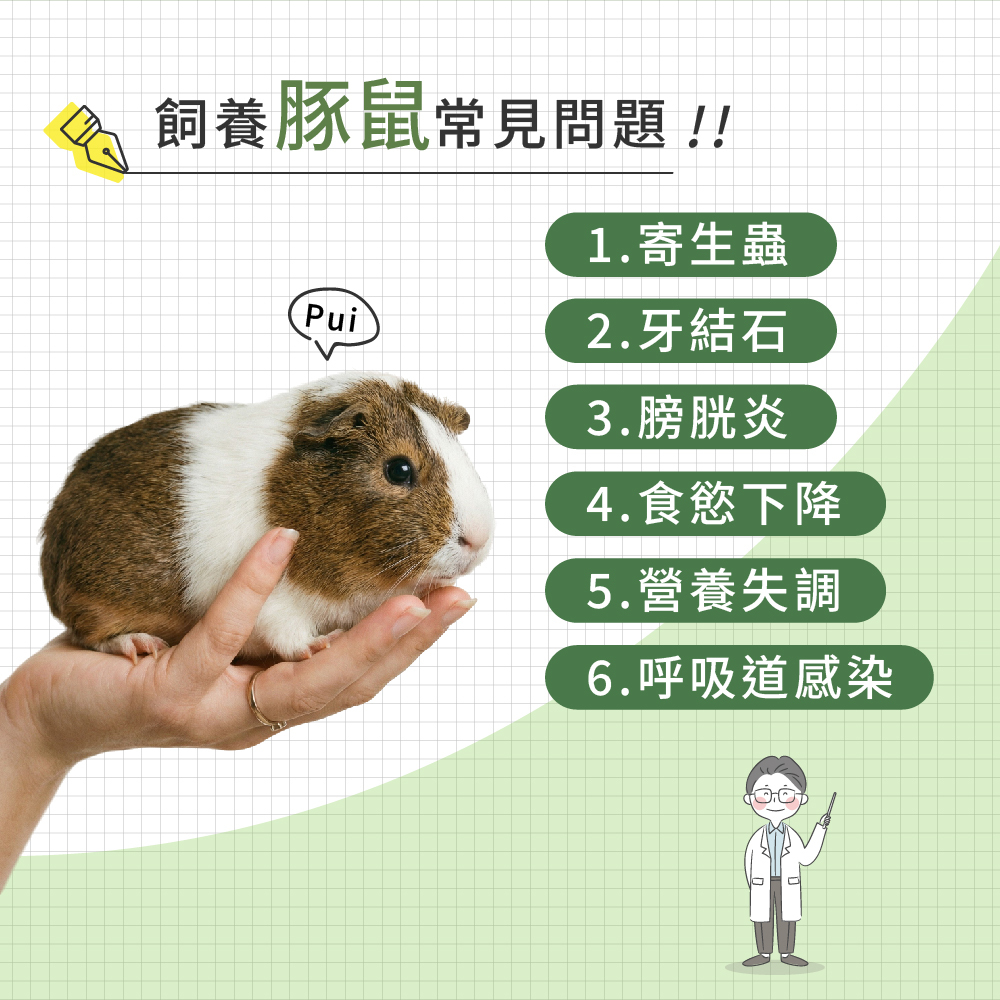 飼養天竺鼠容易遇到的常見問題