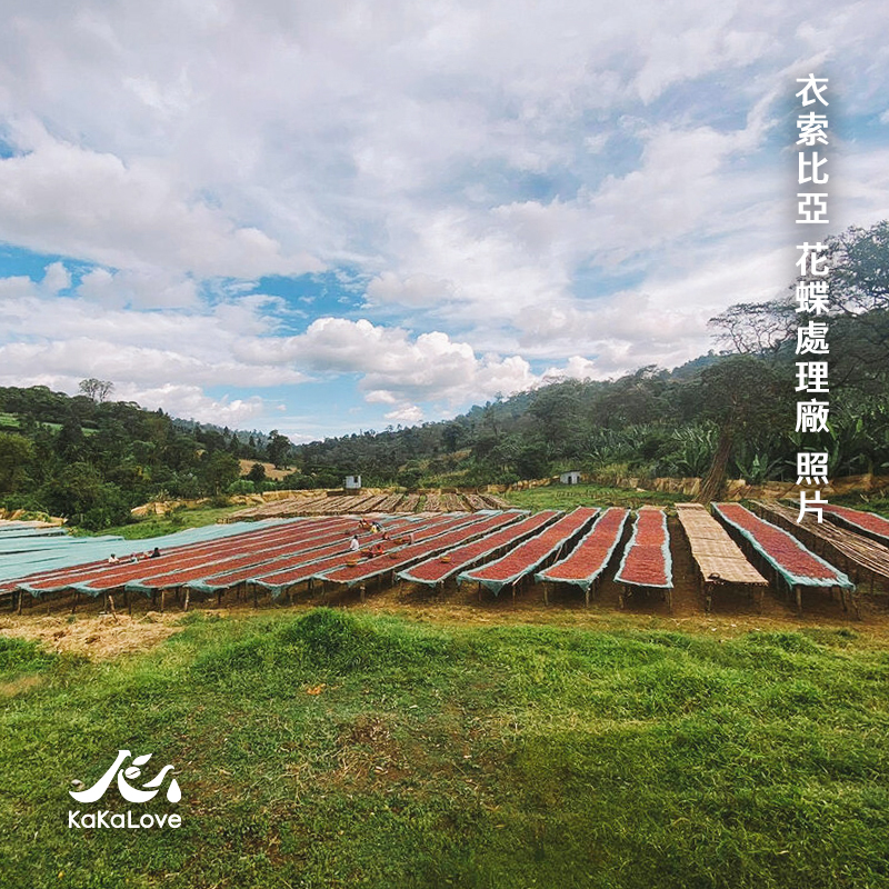 衣索比亞 日曬 古吉 罕貝拉 瓦米納鎮 花蝶 可如蜜 G1