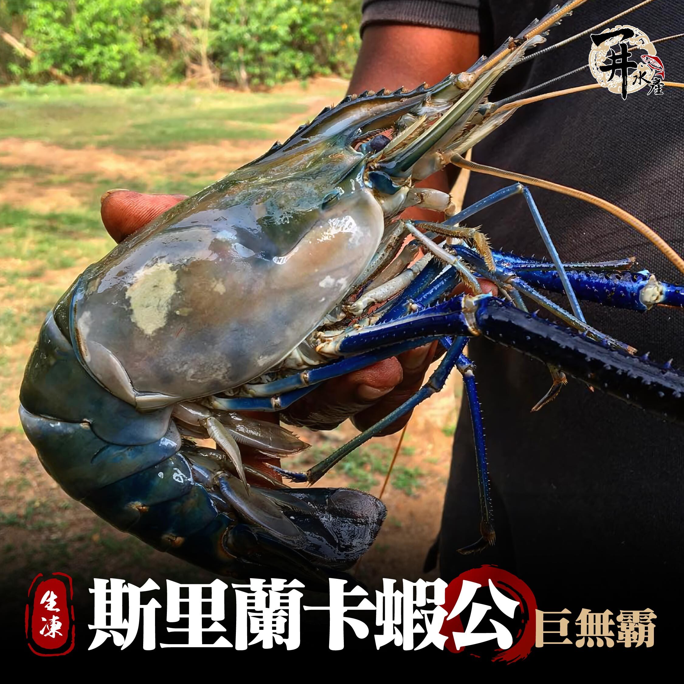 斯里蘭卡 生凍大蝦公