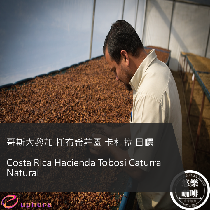 哥斯大黎加 托布希莊園 卡杜拉 日曬