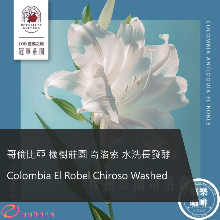 哥倫比亞 橡樹莊園 奇洛索 水洗