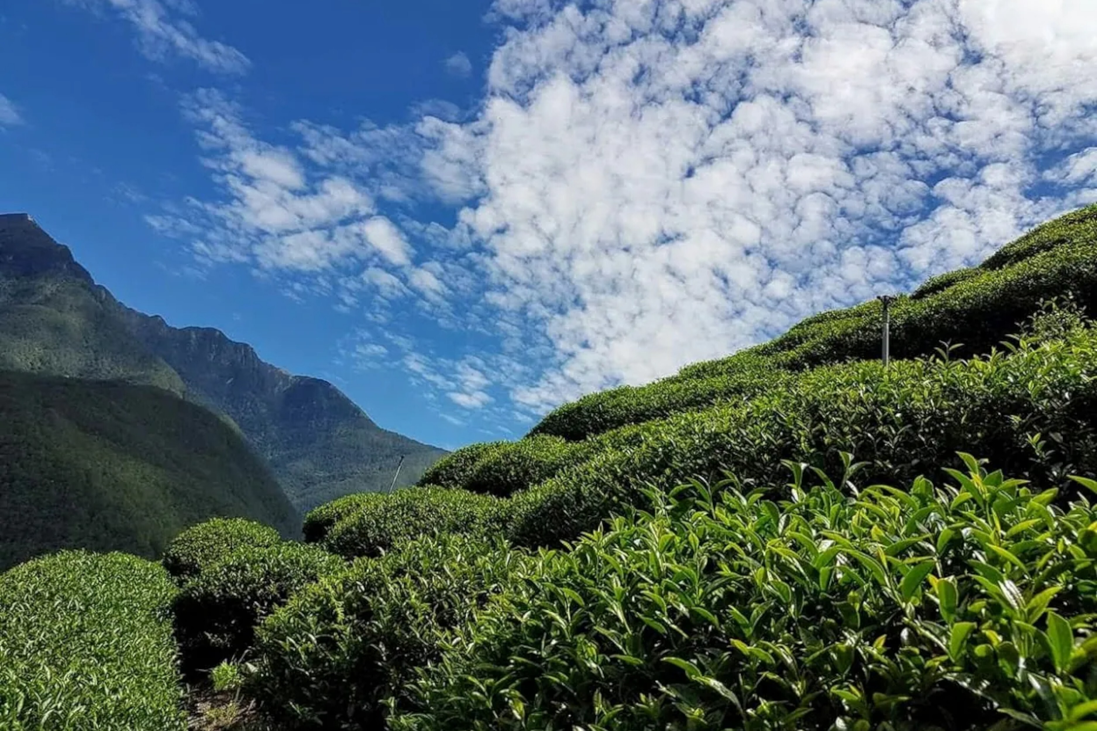 Tangzhuang Tea Region