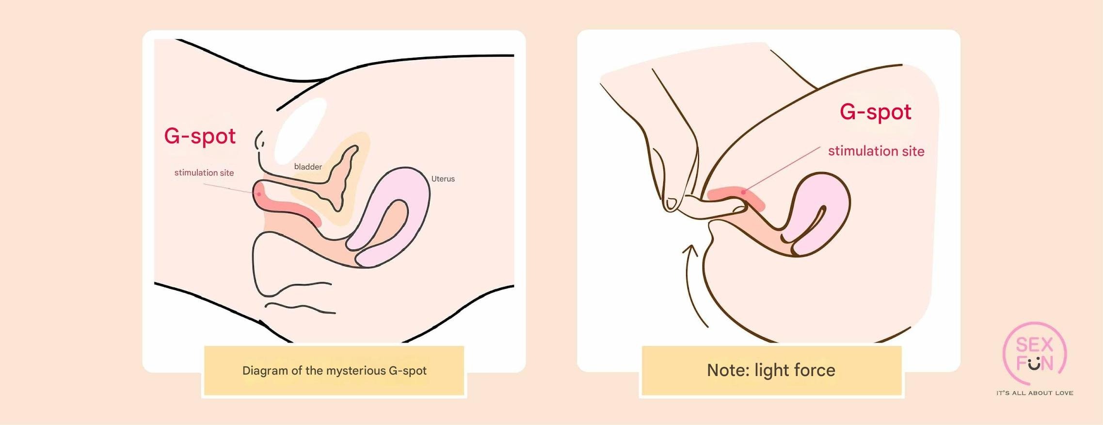 Vaginal anatomy and stimulation points