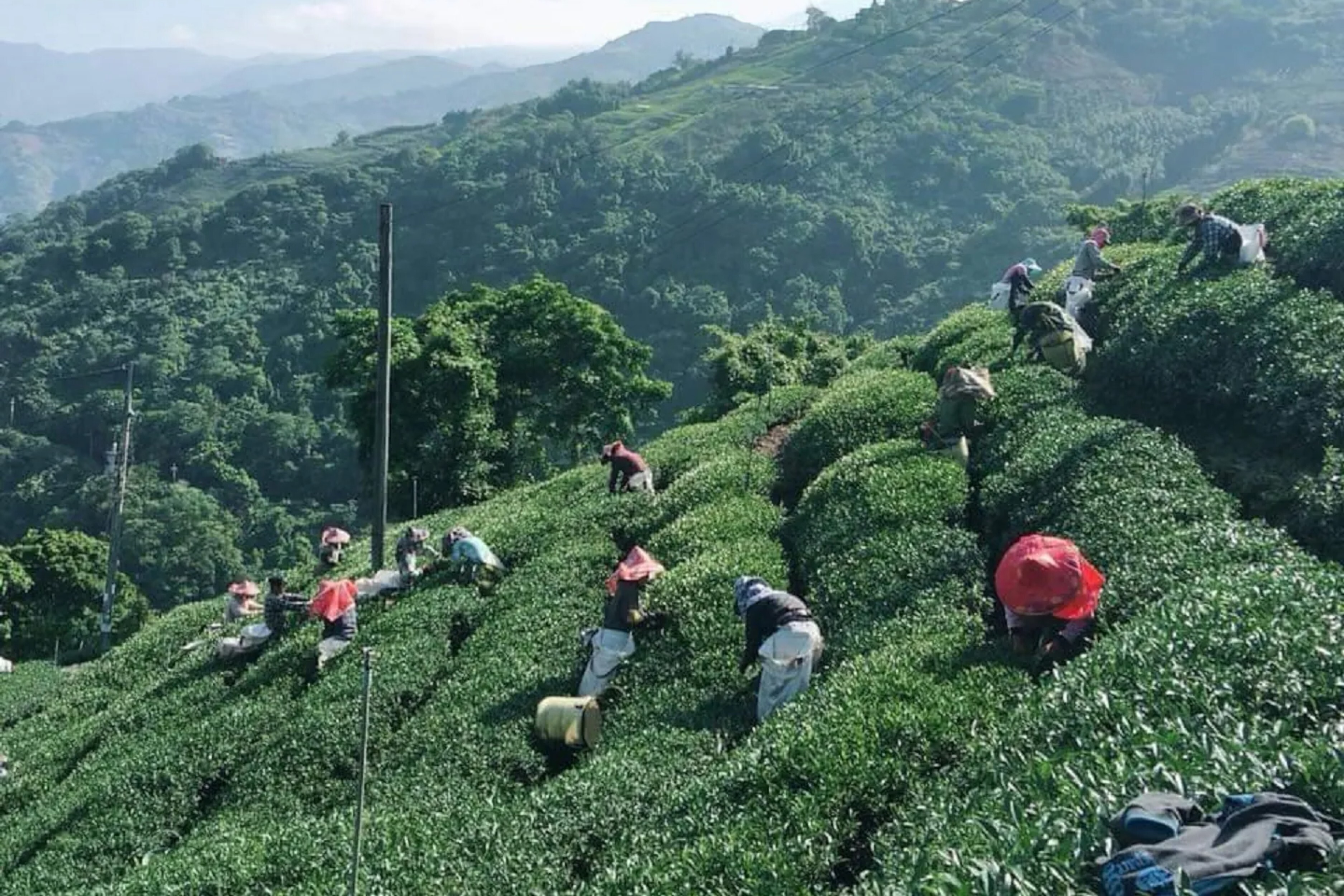 福壽山茶王茶湯
