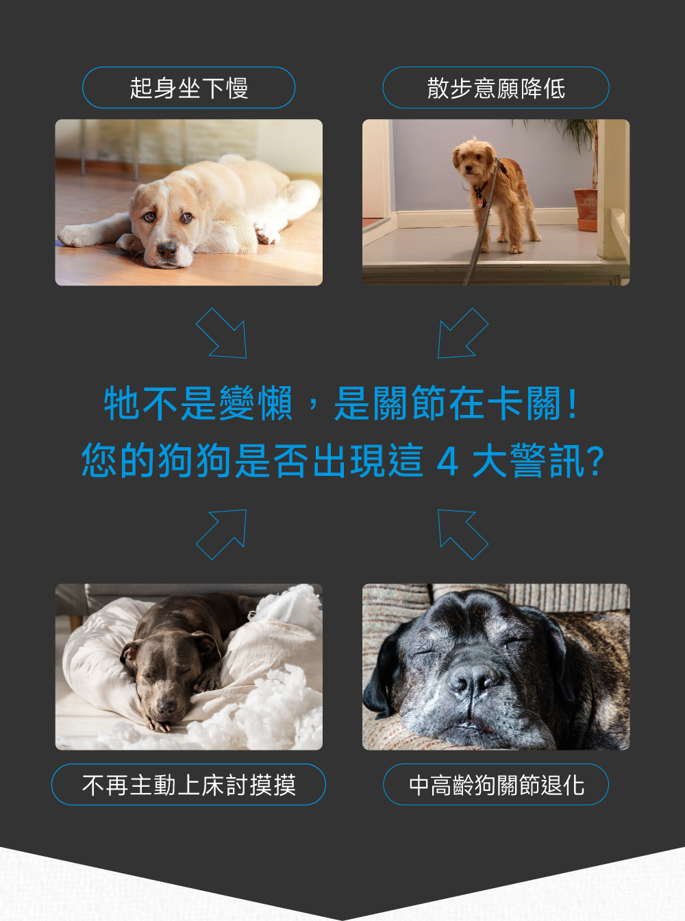 沛威專效保健狗用顧關節問題圖