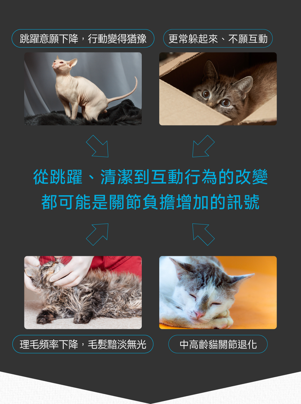 沛威專效保健貓用顧關節問題圖