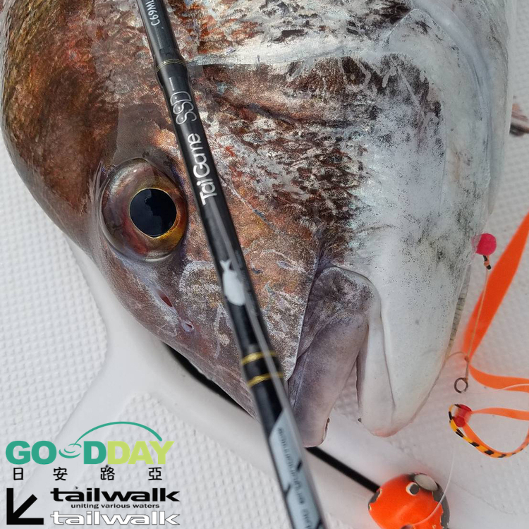 tailwalk Tai Game SSD 鯛魚頭專用竿槍柄