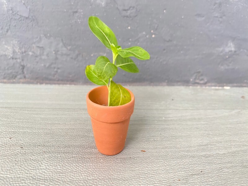 花盆/素燒陶土 3cm 5入