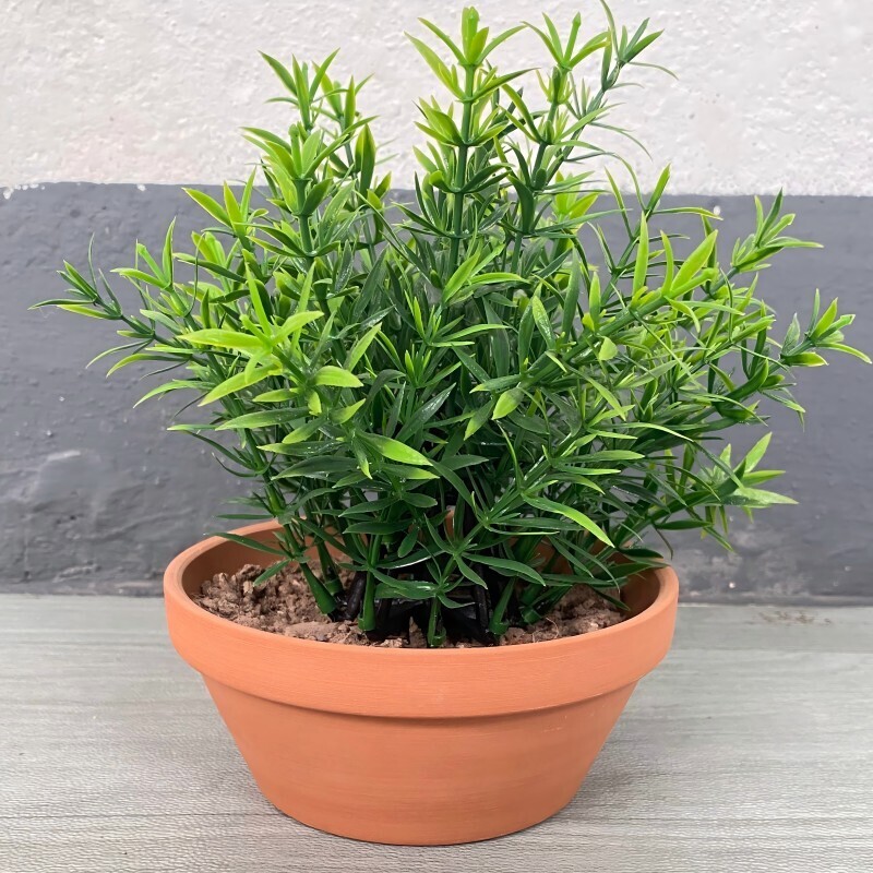 花盆/素燒陶土 12×12×5.5cm