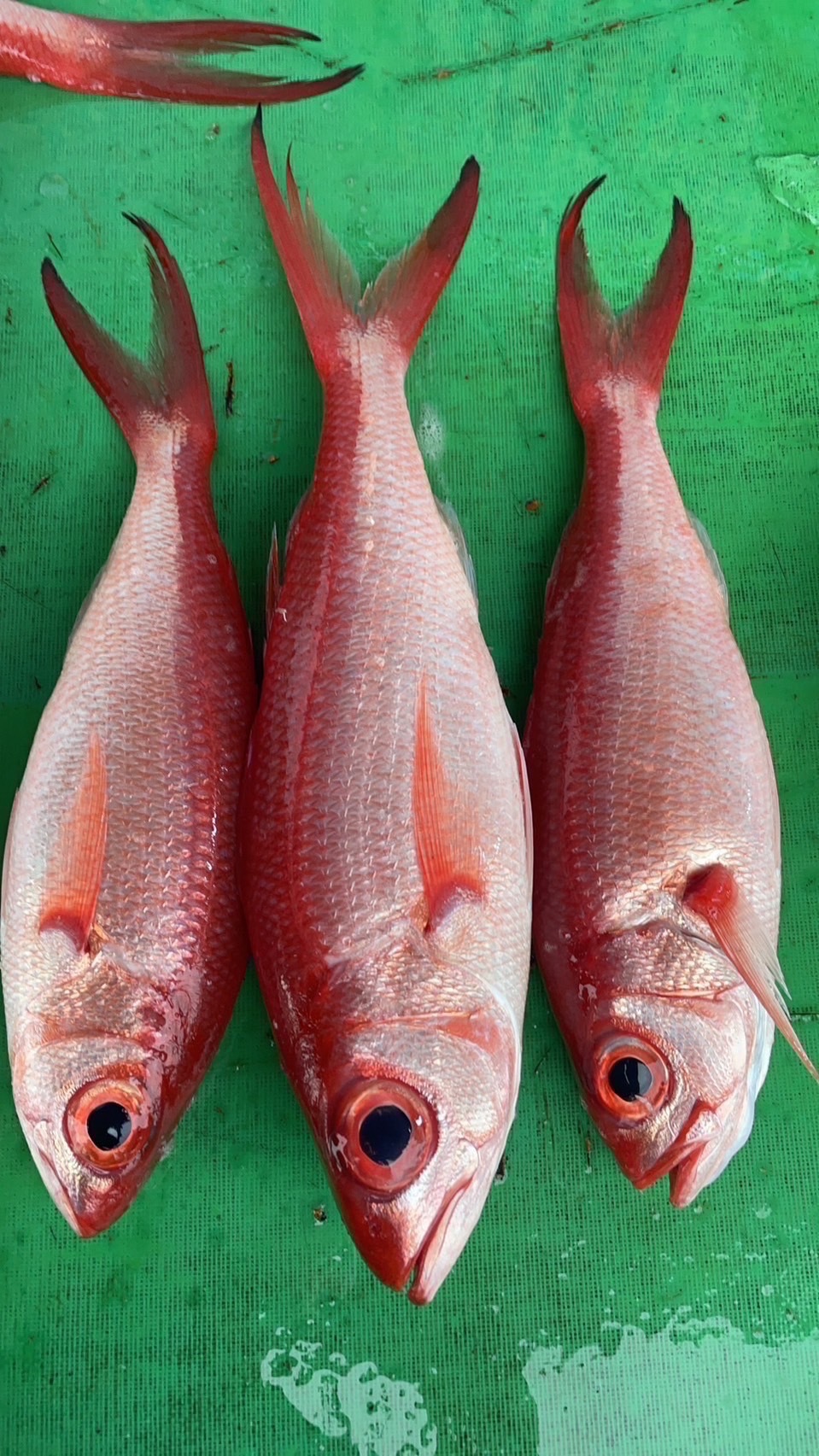 【長尾鳥】已三去