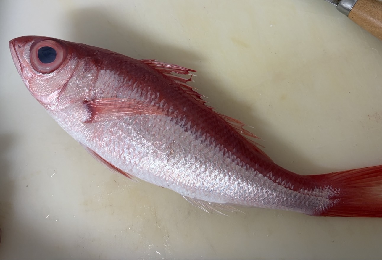 【長尾鳥】已三去