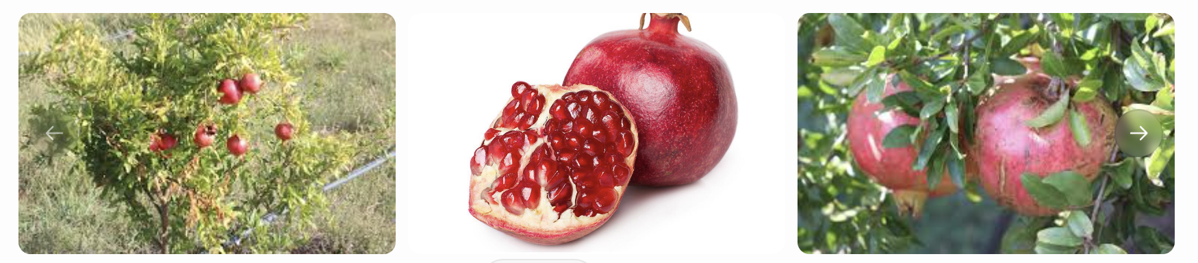 Turkiye Hicaz Pomegranate
