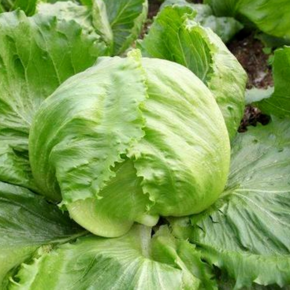 本地信譽西生菜 (斤)