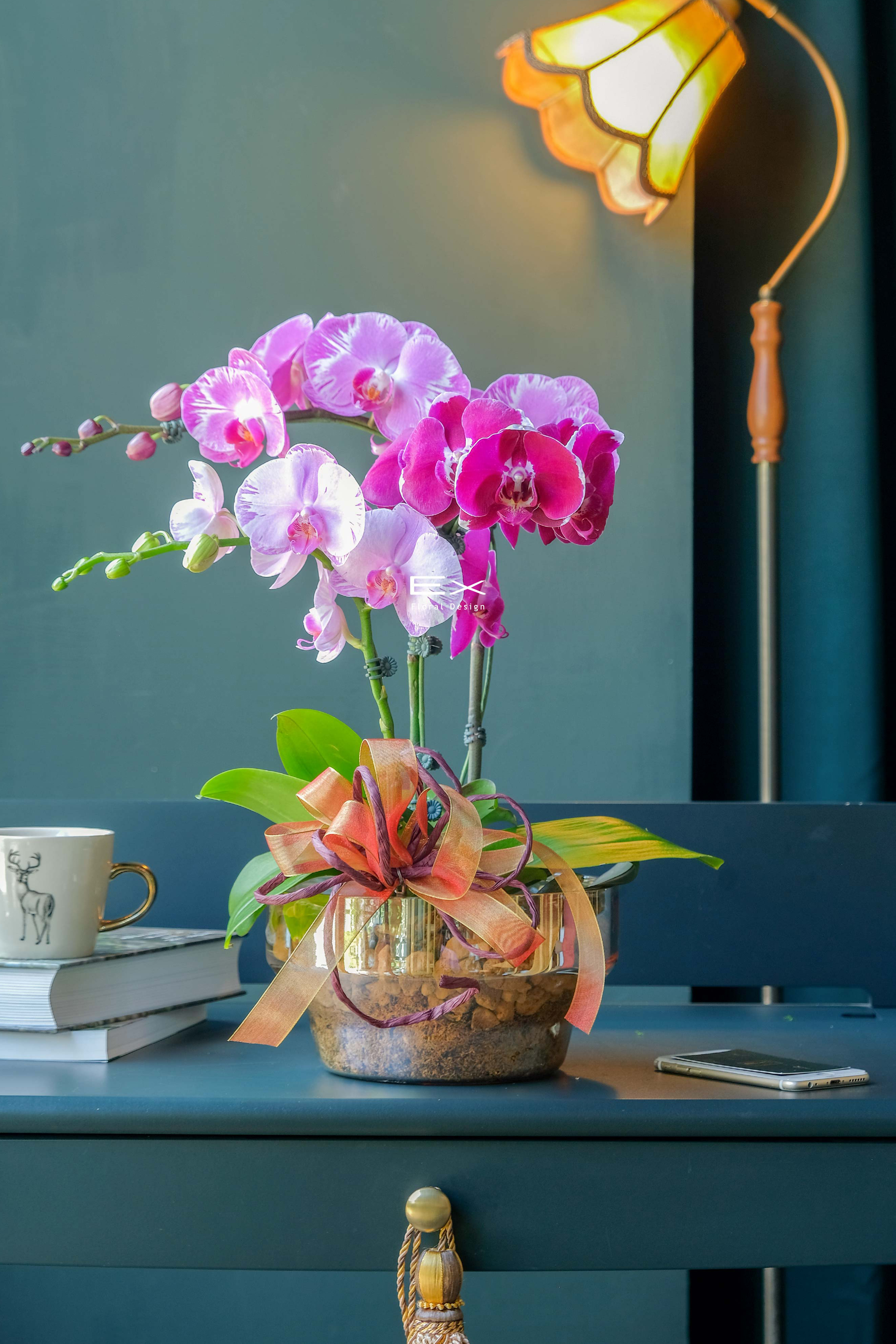 花映躍春 Blooming Spring｜蝴蝶蘭花禮