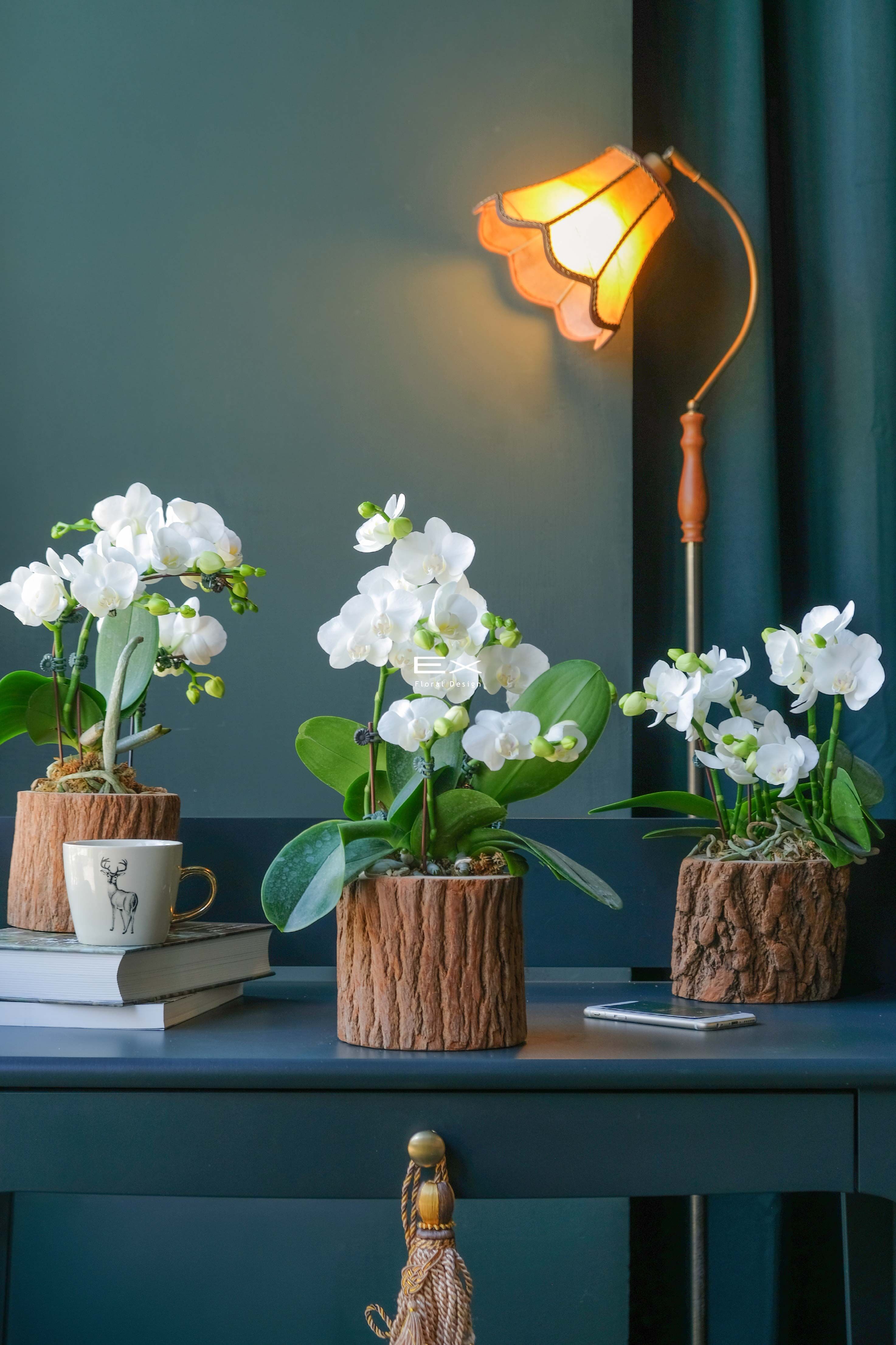 蘭香 Orchid Essence｜蝴蝶蘭花禮