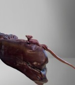 0105LH50-龍虎山DM-雷擊棗木【九尾狐發簪】手工雕刻（A50)