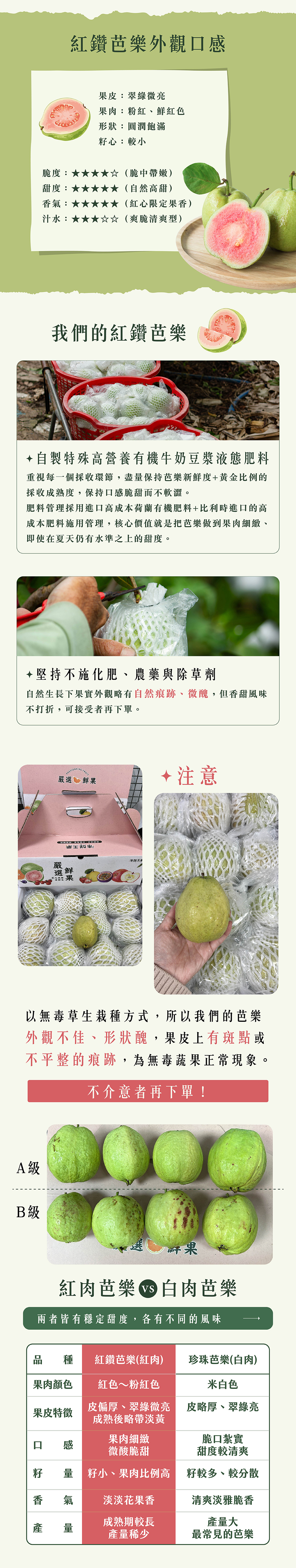 紅鑽,紅鑽芭樂,紅寶石芭樂,紅心芭樂,紅寶石,紅心,產地,直送,現採,彰化,百香果,都香,都香三號,都香3號,大樹,甜,禮盒,水果,老欉,文旦,麻豆,台南,產地,直送,現採,中秋,團圓,月餅,果肉,多汁,柚子,屏東,梨山甘露梨,梨山,甘露梨,梨,卓蘭甘露梨,葡萄,巨峰,巨峰葡萄,大樹,屏東