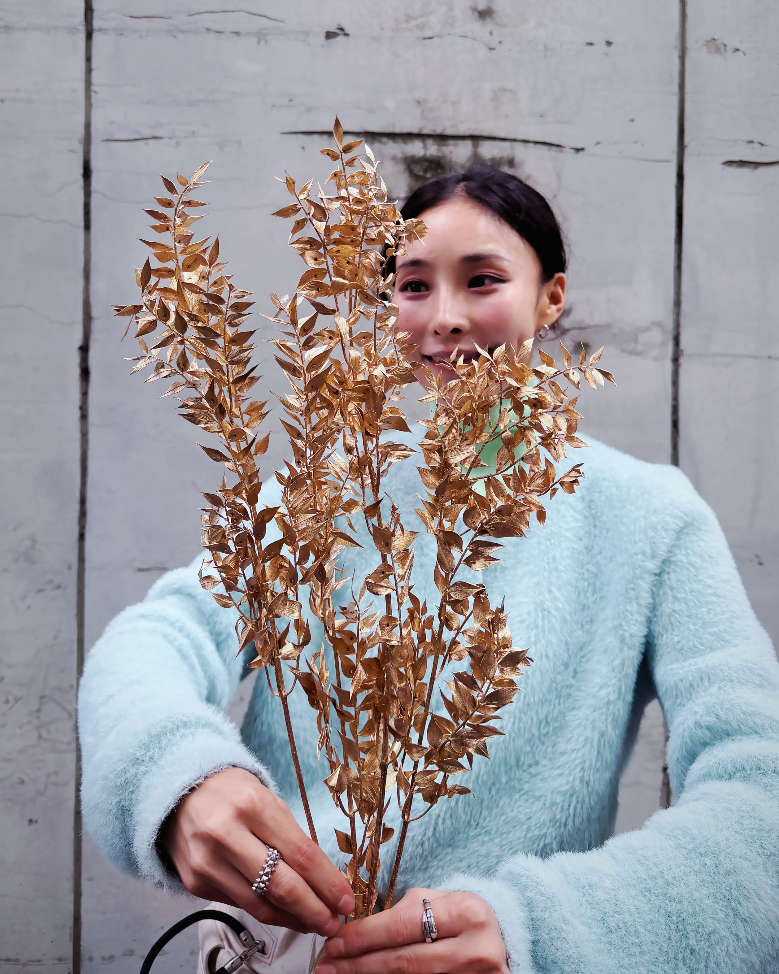 染色富貴葉（義大利）