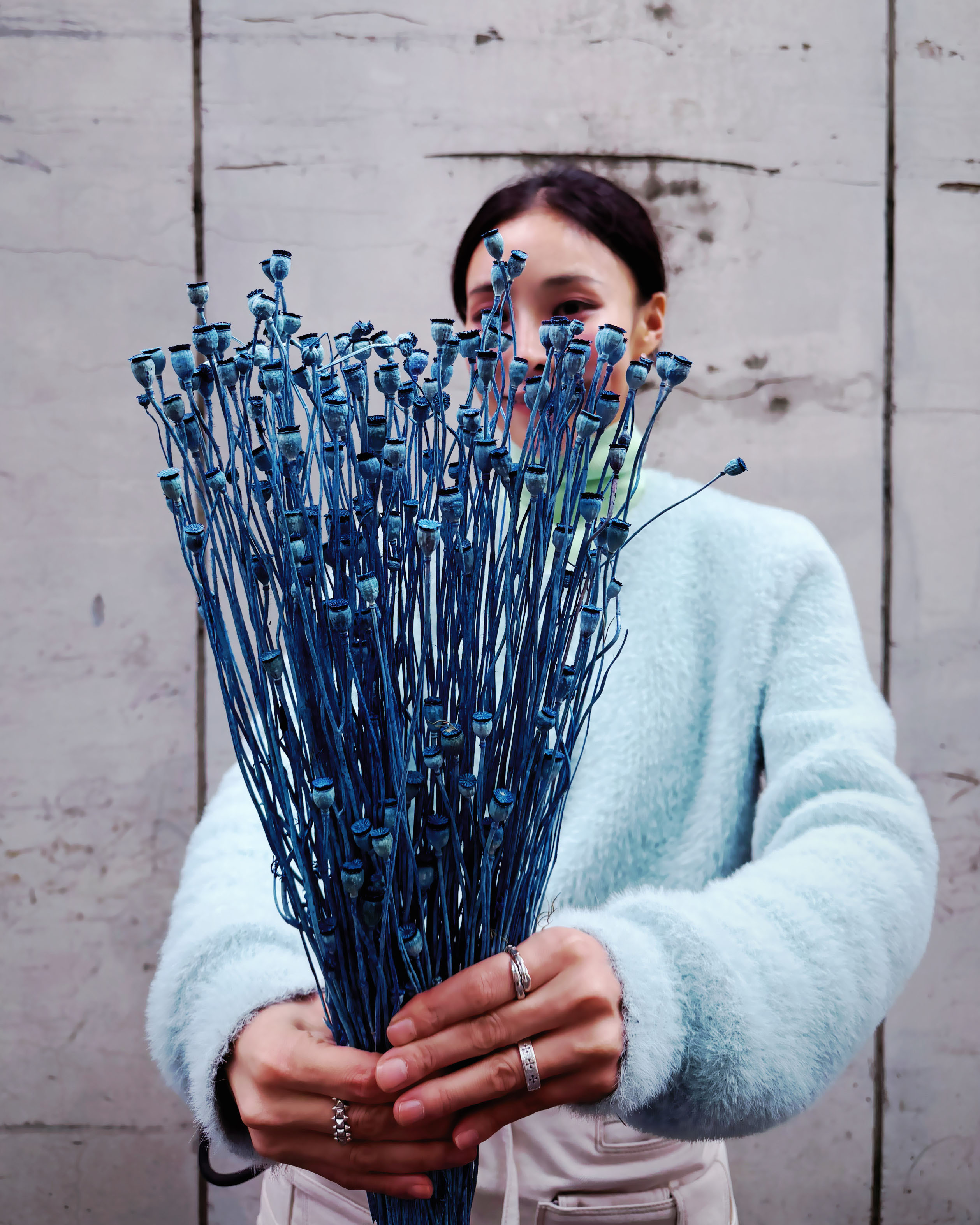 永生雪莉罌粟花