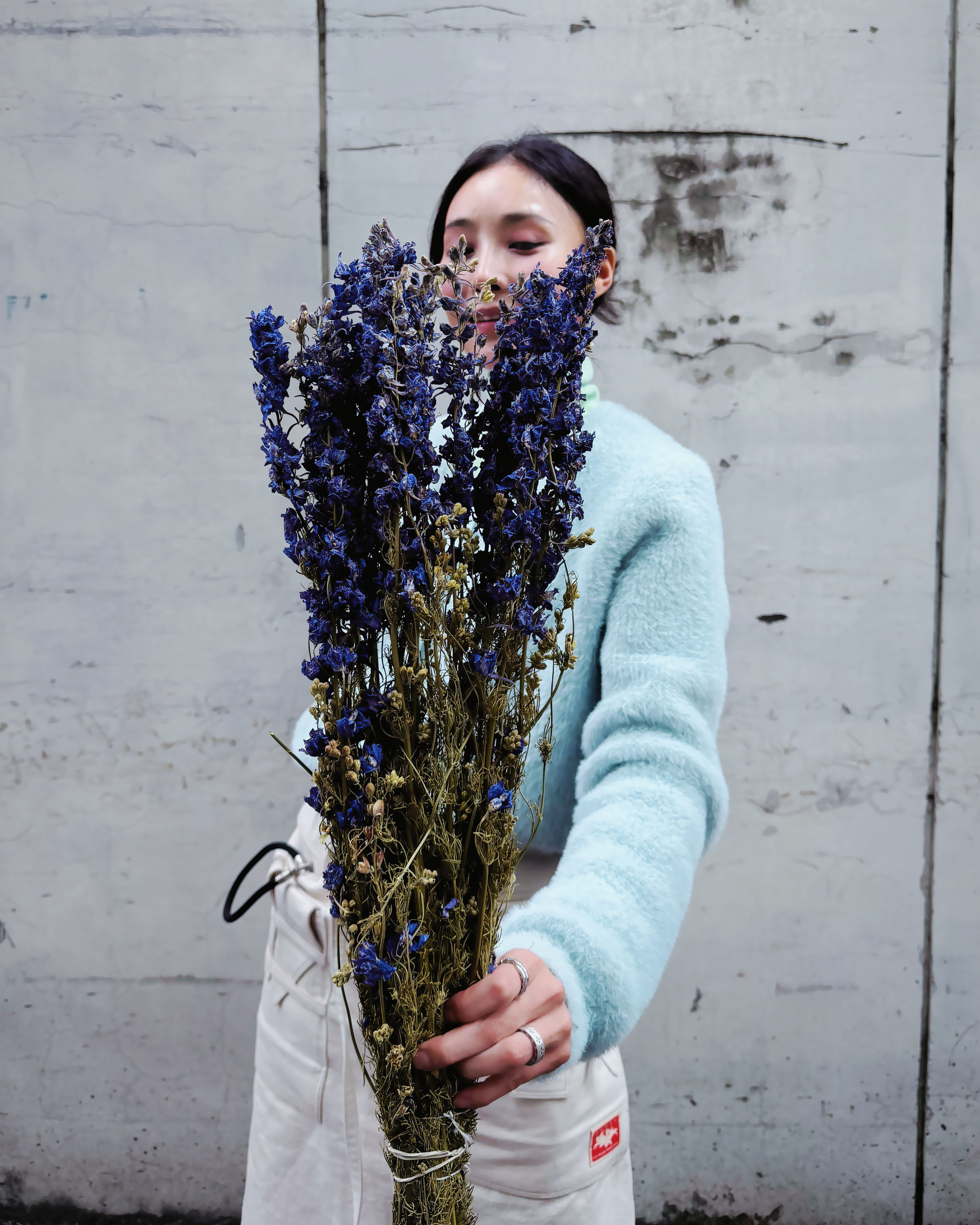 小飛燕草 (荷蘭，三色)