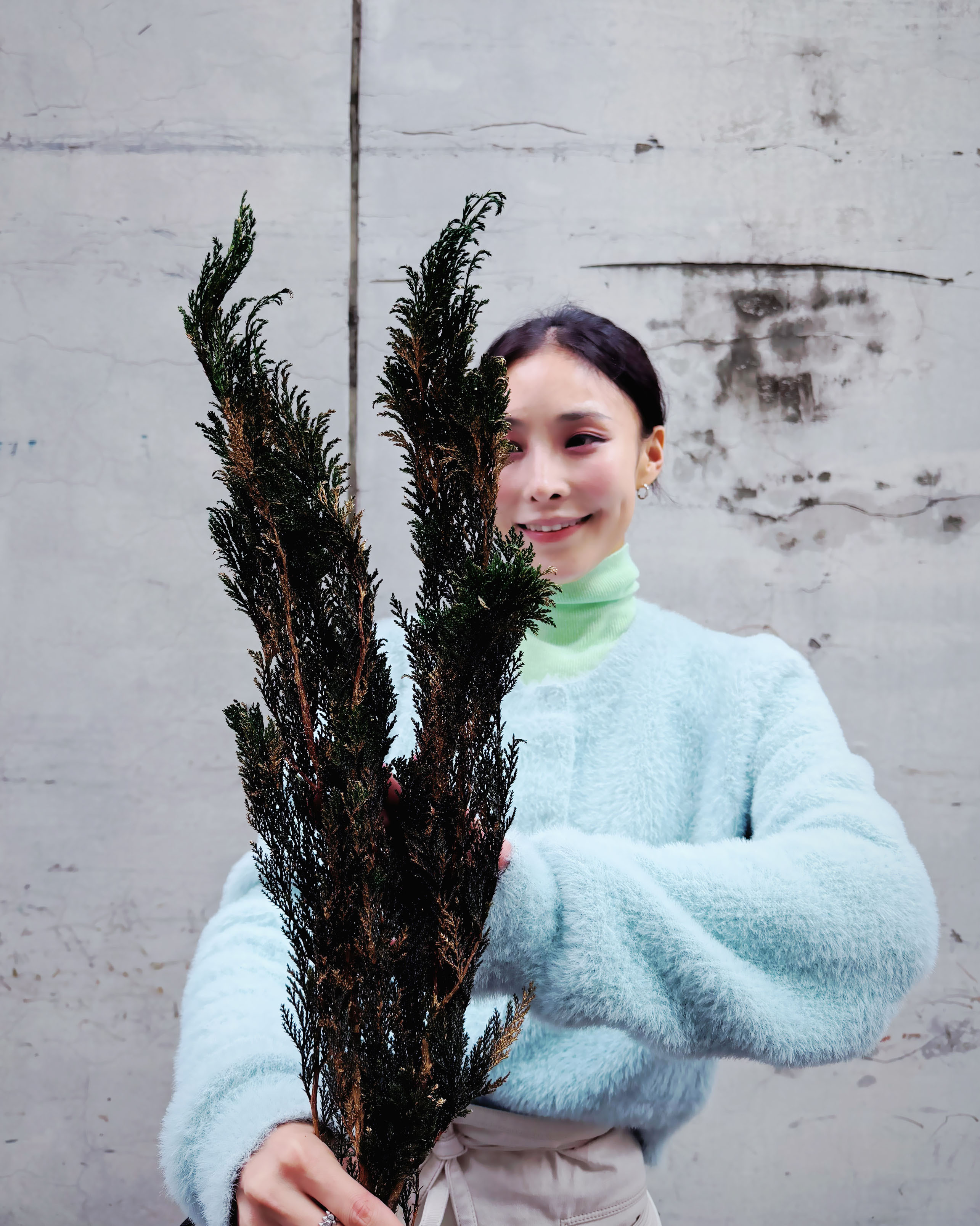 永生松柏（日本）