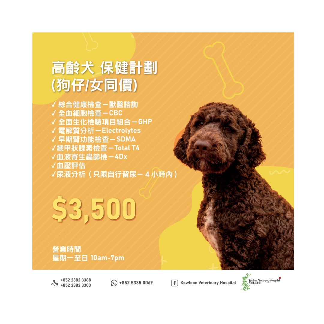 KVH - 高齡狗保健計劃