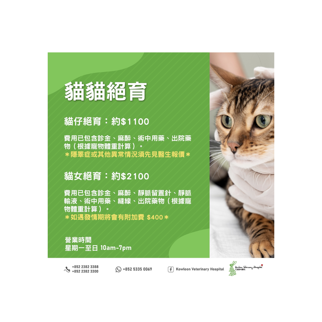 KVH - 貓貓絕育保健計劃 (貓仔&貓女)