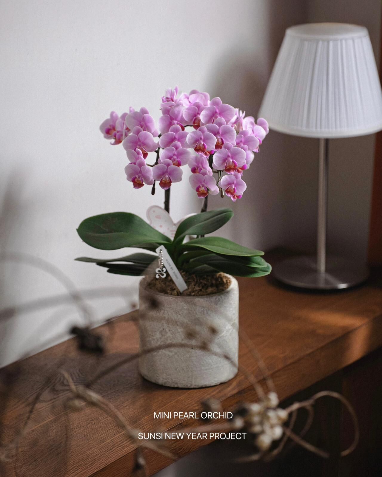 日本種 - 迷你珍珠蘭花（小粉花）