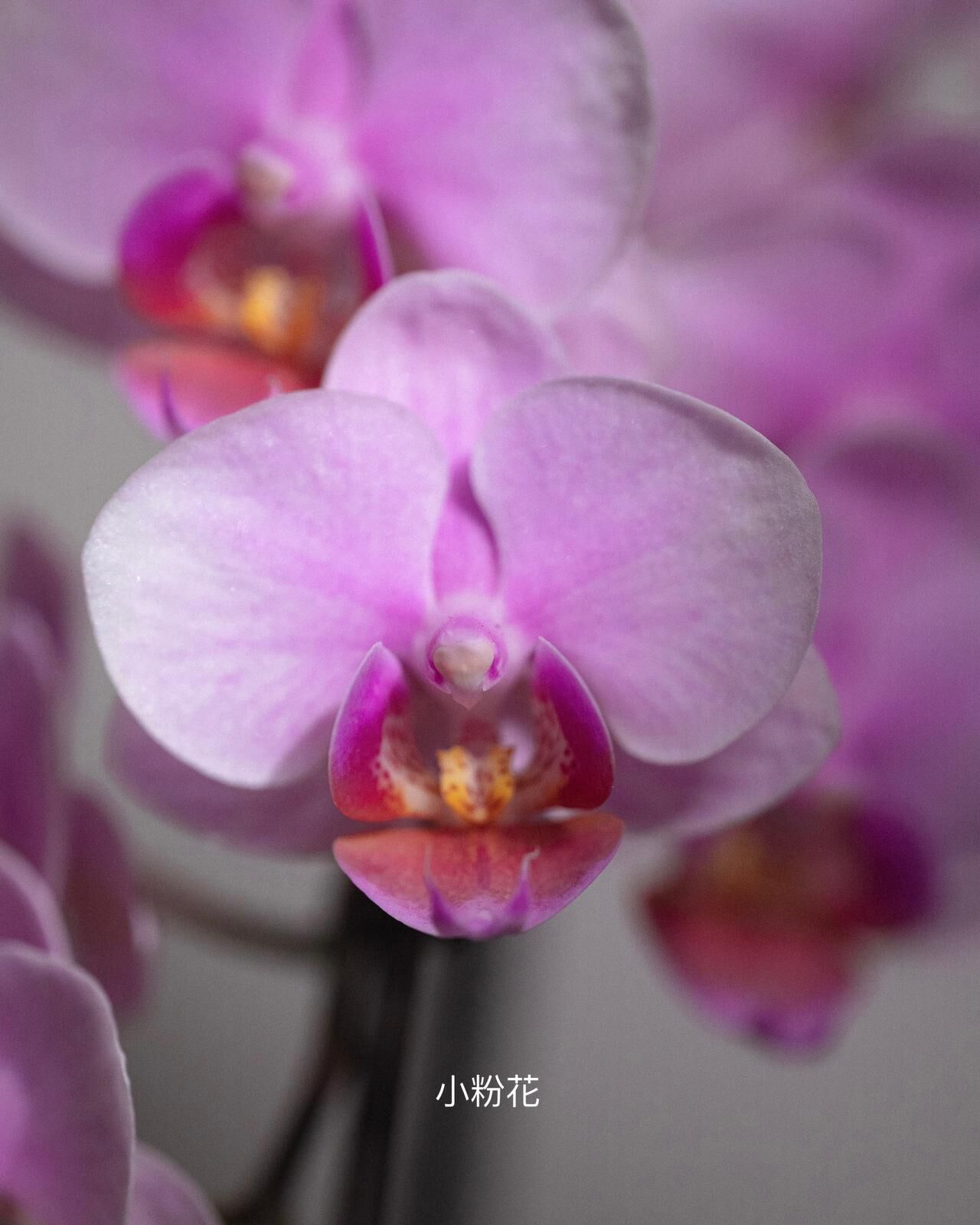 日本種 - 迷你珍珠蘭花（小粉花）