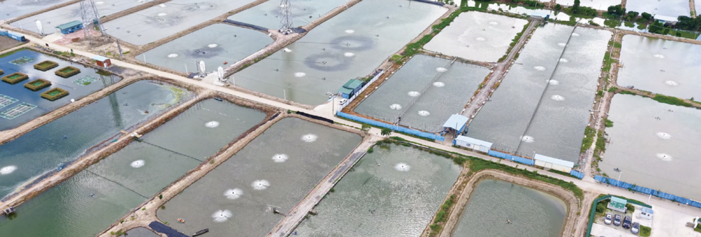 卓亞的水產養殖基地,位於中國的中山市,被譽為脆肉鯇魚的搖籃。我們的養殖基地佔地超過2,000英畝,年產能達到 5,000噸