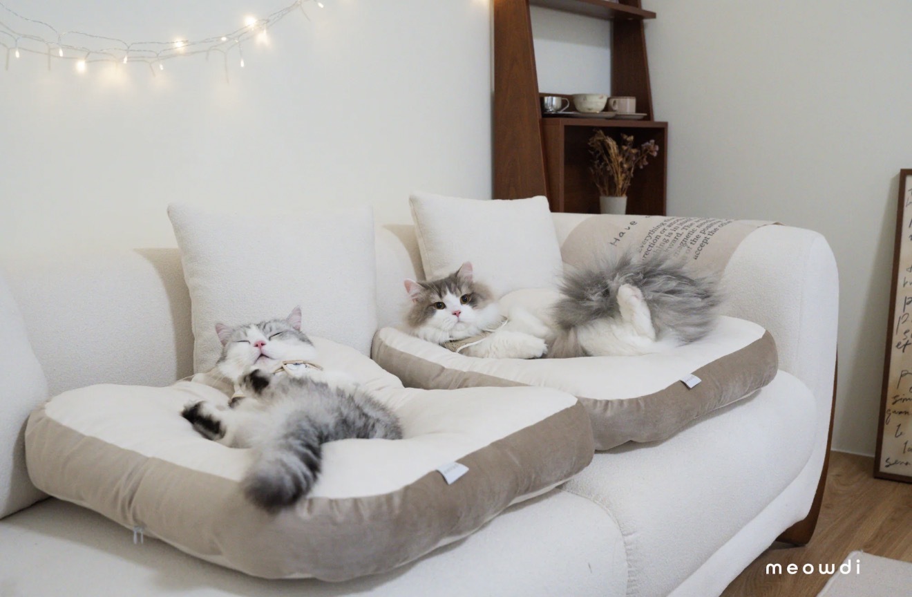 Meowdi 喵的｜吐司好眠枕