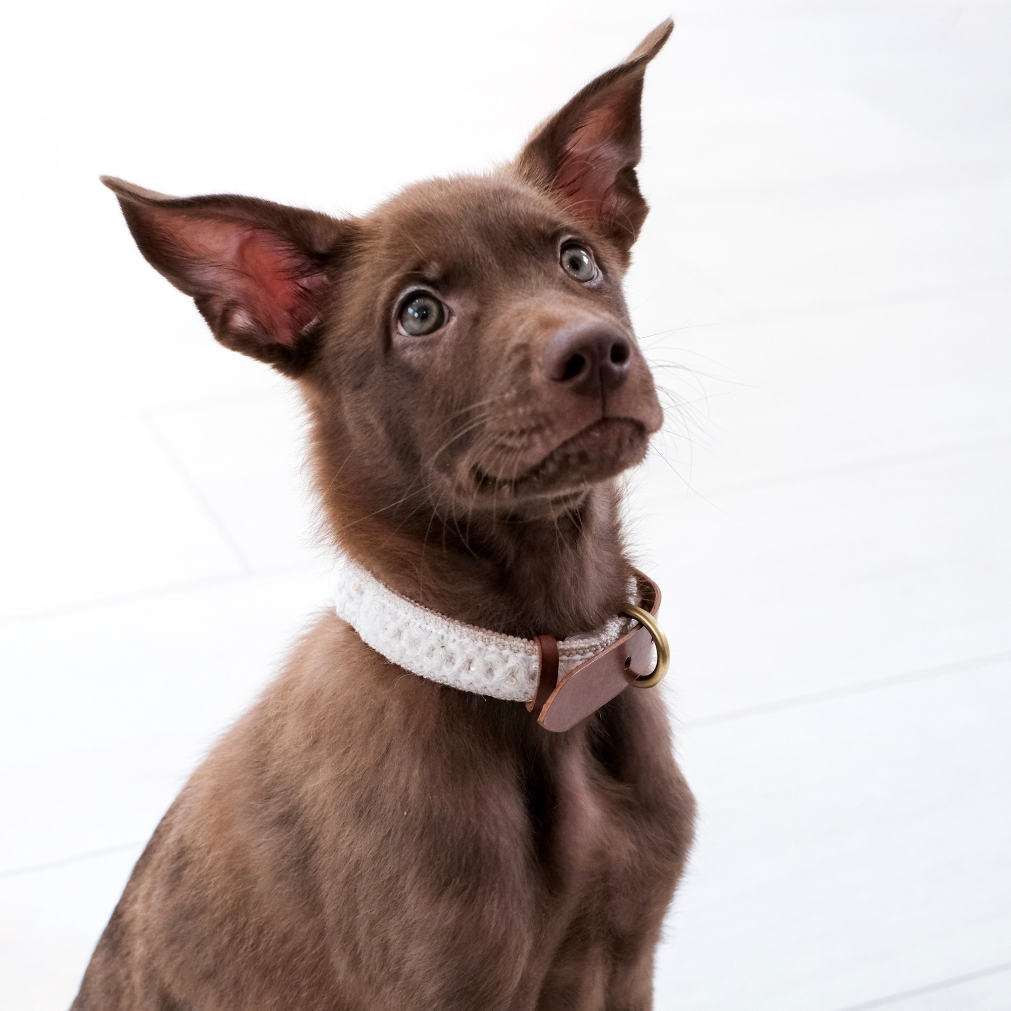 PuriPuri® 寵物項圈 – 綿綿雲朵