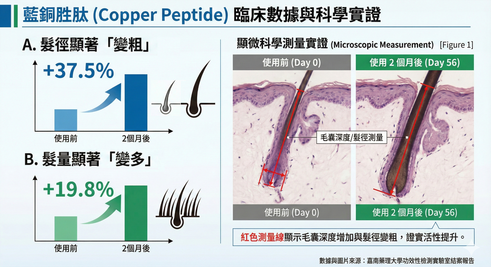 顯微鏡下毛囊變化