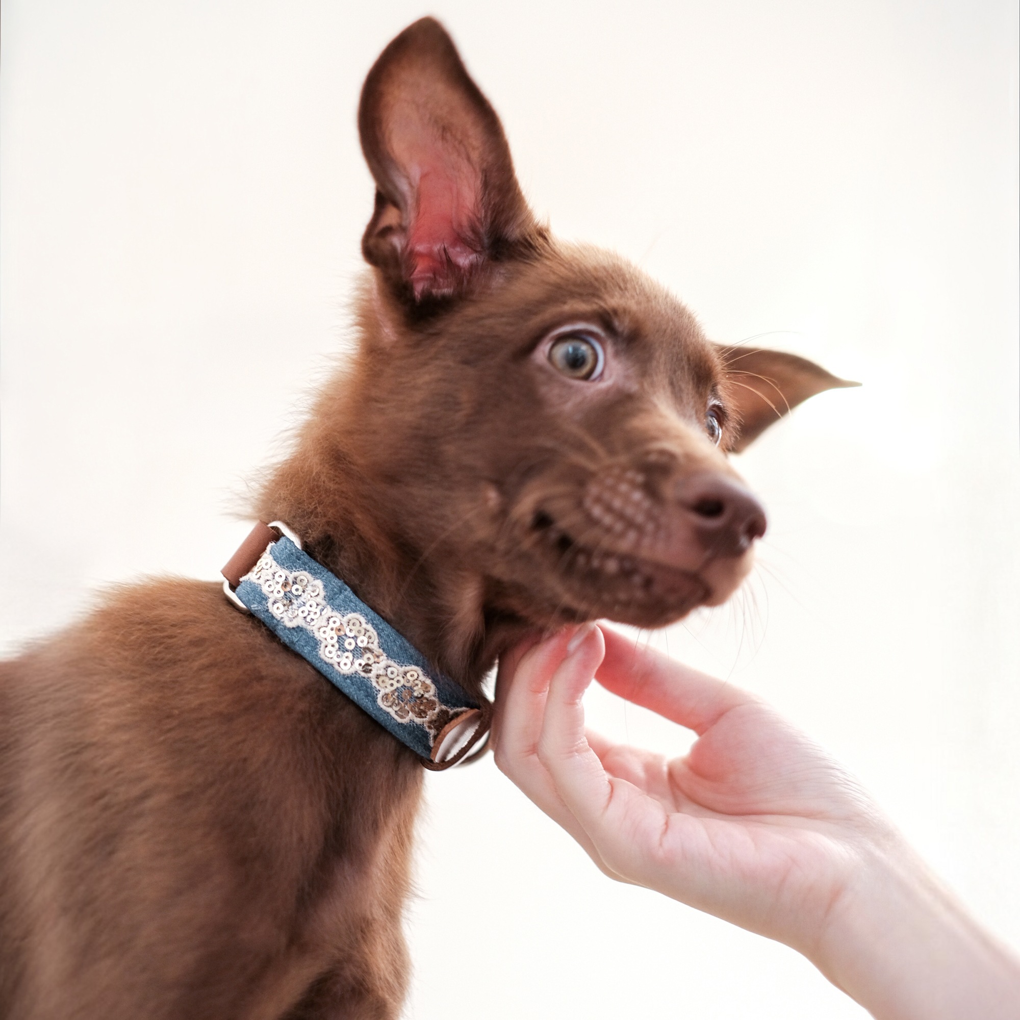 PuriPuri® 寵物項圈 – 藍調星空